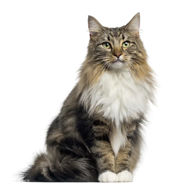 katt1